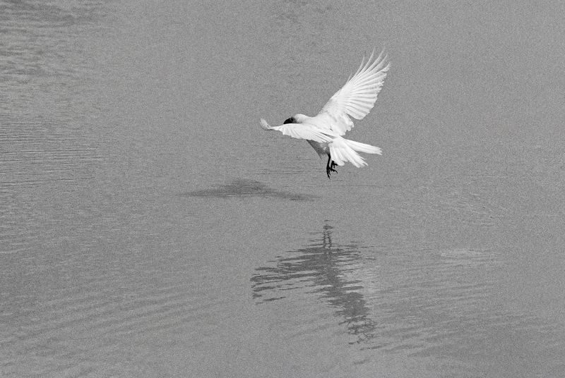 תצלום עורבים לבנים – יובל נאור